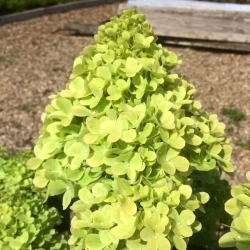 Hortensja bukietowa 'Mojito®' – sadzonka